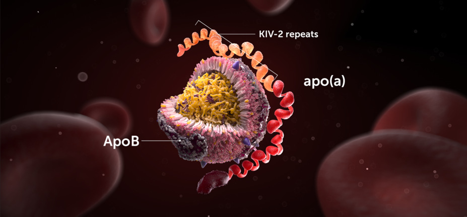 Lp(a) is a unique and large prothrombotic glycoprotein called apo(a), bound to ApoB.